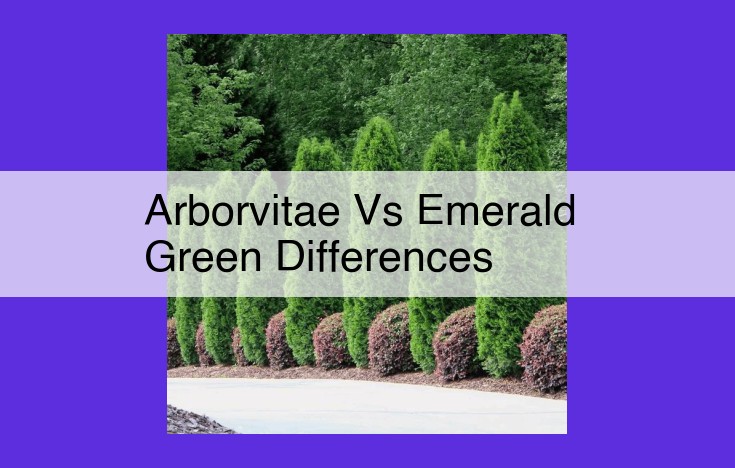 Complete Guide to Arborvitae vs Emerald Green: Choosing the Ideal Conifer for Your Landscape
