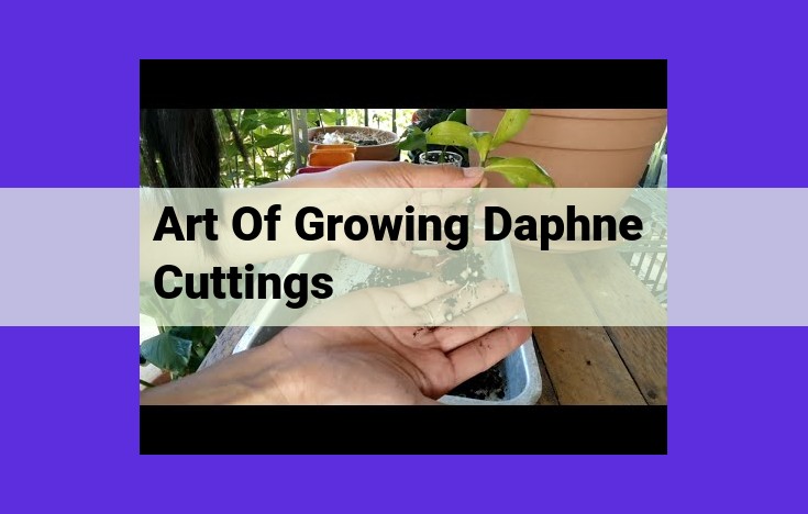 Mastering Cutting Propagation for Elegant Daphne Plants: A Guide to Propagation Success