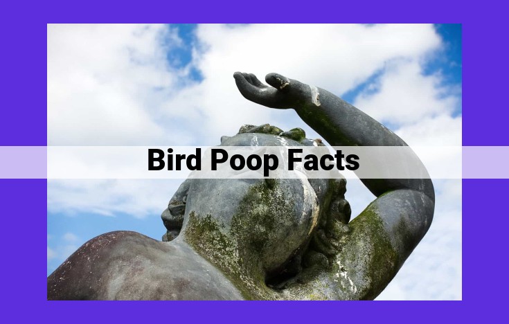 Bird Poop: A Multifaceted Exploration - Nutrient-Rich Fertilizer, Health Implications, and Cultural Significance