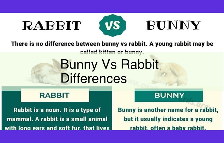 Unveiling the Differences: Bunnies vs. Rabbits – A Comprehensive Guide for Pet Owners