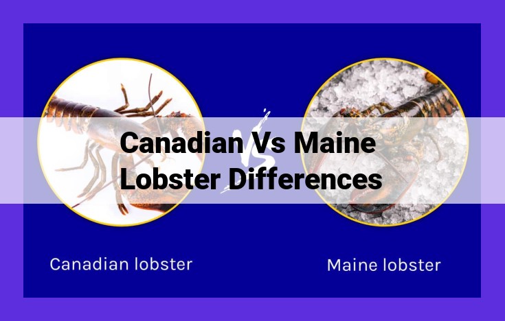 Canadian and Maine Lobsters: Differences in Habitat, Flavor, and Appearance