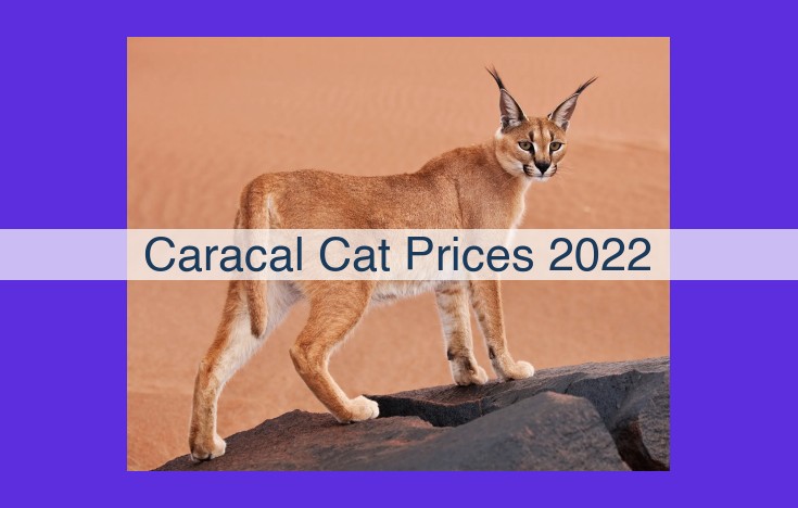 Ultimate Guide to 2023 Caracal Cat Prices: Factors, Influencers, and Alternatives