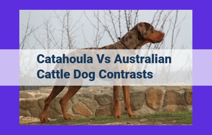 Catahoula vs Australian Cattle Dog: Herding Breeds with Distinct Differences