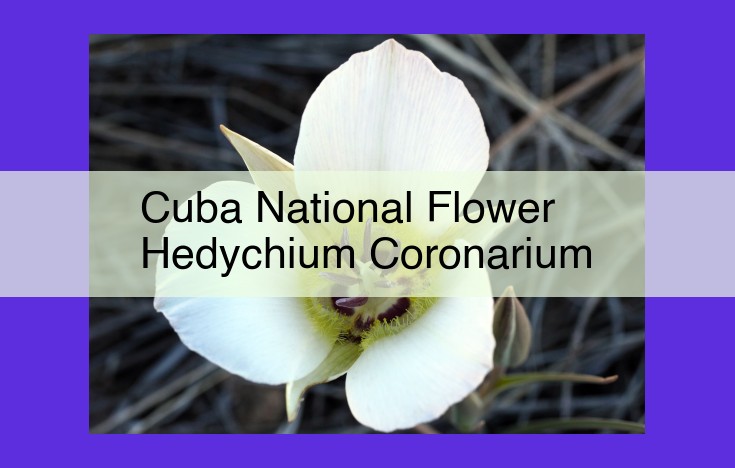 Hedychium Coronarium: Cuba's National Flower (Mariposa) and its Cultural Significance