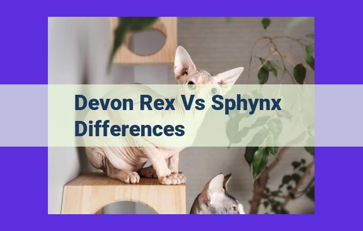 Devon Rex vs. Sphynx: Comparing Breeds with Unique Looks, Personalities, and Care Needs