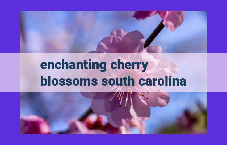 Enchanting Cherry Blossoms Bloom in South Carolina's Lowcountry: An Ethereal Hanami Experience