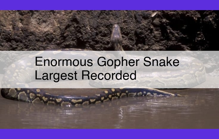 Largest Gopher Snake Ever Recorded: A Reptilian Colossus