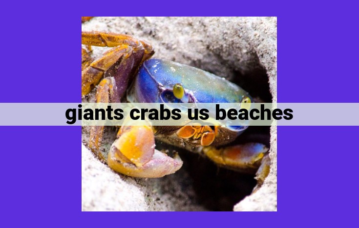 Giant Crab Invasion Threatens US Beaches: Causes, Impacts, and Coexistence Strategies