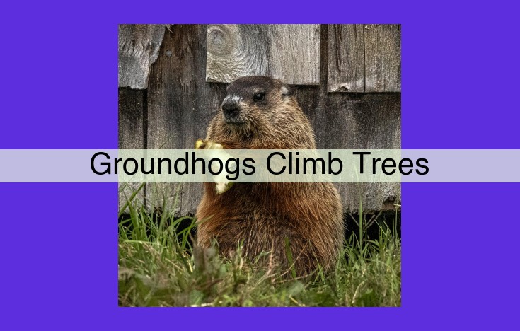 Discover Groundhogs' Amazing Tree-Climbing Skills and Adaptability