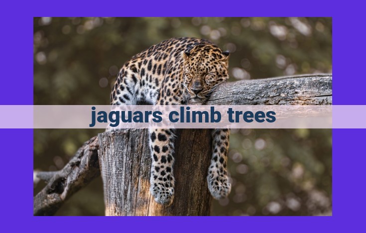 Master Tree Climbers: Unveiling the Arboreal Agility of Jaguars