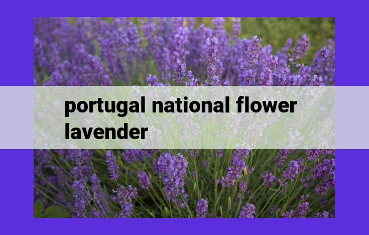 Lavender: Portugal's National Flower, Embodying Flora, Resilience, and Charm