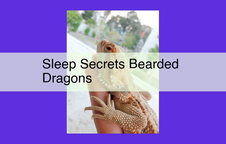 Comprehensive Guide to Bearded Dragon Sleep: Temperature, Lighting, Humidity, Bedding, Companionability, and More