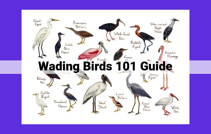 Definitive Guide: Wading Birds - Adaptations, Ecology, Conservation, and Cultural Importance