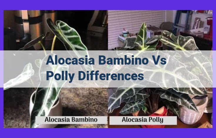 Alocasia Bambino vs. Polly: Unraveling the Visual and Care Differences