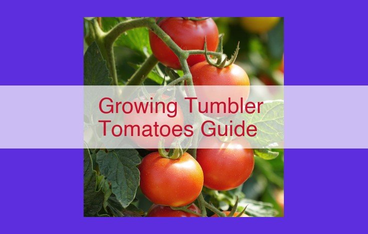 Grow Tumbler Tomatoes: A Comprehensive Guide for Success in Containers and Hanging Baskets