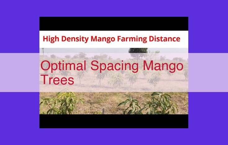 Optimize Mango Tree Spacing for Enhanced Growth, Yield, and Canopy Management
