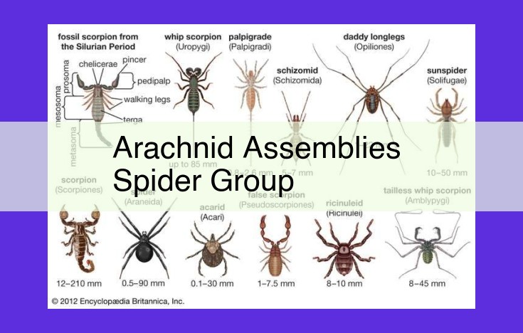 Unveiling the Ecological Significance of Arachnid Assemblies: From Habitat Preferences to Ecosystem Services