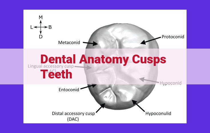 Discover the Secrets of Dental Anatomy: Cusps, Grooves, and the Art of Mastication