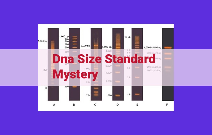 DNA Sizing Standards: Challenges, Innovations, and Multifaceted Approaches