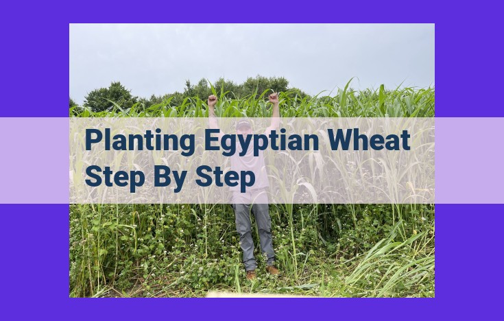 A Comprehensive Guide to Cultivating Egyptian Wheat: Expert Tips for Success
