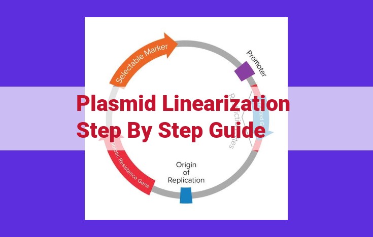 Plasmid Linearization: A Step-by-Step Guide for Efficient DNA Fragment Preparation