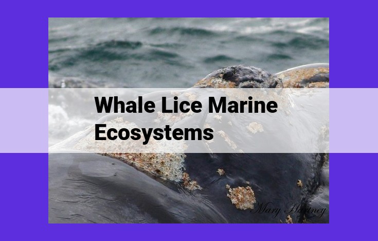 The Multifaceted Role of Whale Lice in Marine Ecosystems: Unveiling Interconnections and Ecological Significance