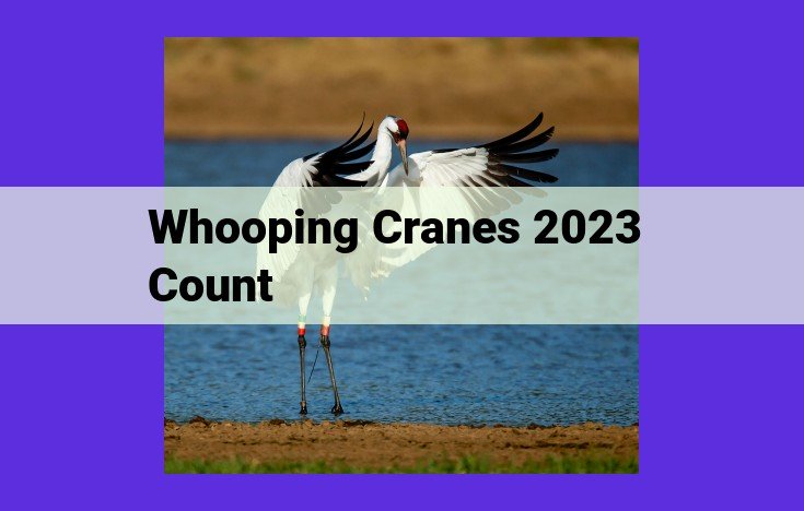 2023 Whooping Crane Count: Population Soars, Conservation Triumphs